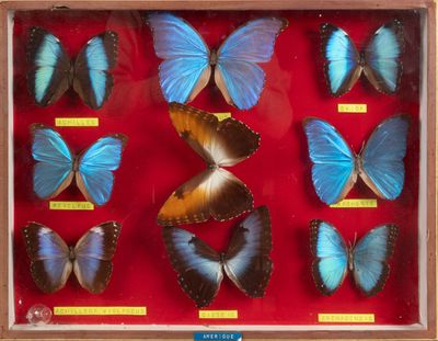 de nombreux papillons de toutes sortes présentés dans un cadre en bois