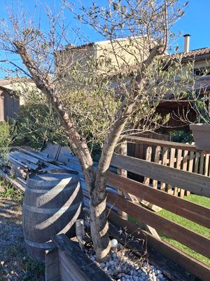 a small tree that is growing out of a wooden fence
