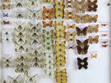 many different types of butterflies displayed in a display case
