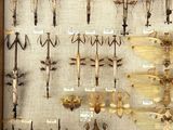 many different types of insects displayed in a display case