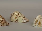 three pieces of white and brown marble on a gray surface