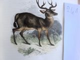 une photo d'un cerf debout dans l'herbe