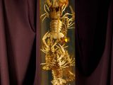 a glass box with a skeleton in it sitting on a purple cloth
