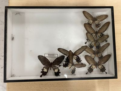 many butterflies in a glass case on a table