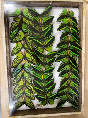 a picture of a picture of a plant in a wooden frame