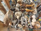 many different types of mushrooms on display in a glass case