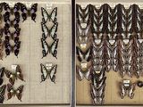 two pictures of a picture of a wall with a lot of feathers on it