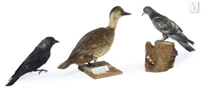 three birds that are standing on a piece of wood
