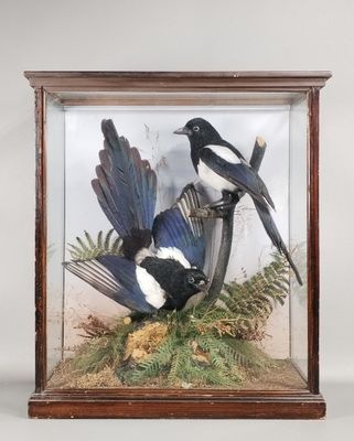 deux oiseaux noirs et blancs posés dans une vitrine