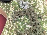 a lot of moss on a table next to a laptop