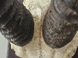 a goat skull with horns on a wooden stand