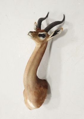 une tête de cerf fixée au mur d'une pièce