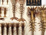 many different types of shrimp displayed on a table