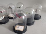 six glass cloches with small birds in them sitting on a table