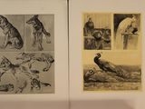 deux pages d'un livre illustrées d'animaux et d'oiseaux