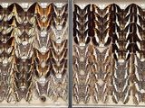 a lot of feathers that are on display in a glass case