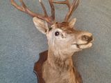 a deer head mounted on the wall of a room