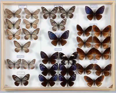 de nombreux types de papillons exposés dans un cadre en bois