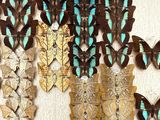 a lot of butterflies that are hanging on the wall