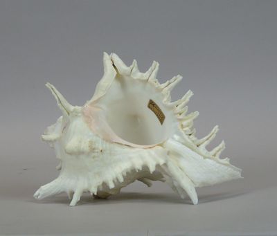 a white shell with spikes on it on a gray surface