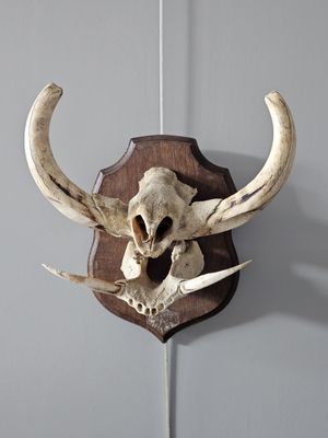 a deer skull mounted on the wall of a room