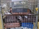 une cage contenant beaucoup de nourriture