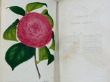 an open book with a drawing of a pink flower on it