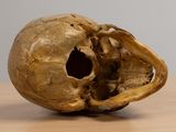 a skull that is sitting on a table with it ' s mouth open