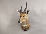 une tête d'antilope accrochée au mur sur un fond blanc