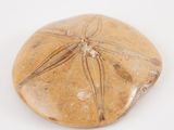 a sand dollar on a white surface with a white background