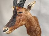 a fake antelope head mounted on the wall