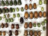 a lot of beetles that are on display in a case