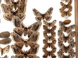 a lot of moths that are in a wooden box
