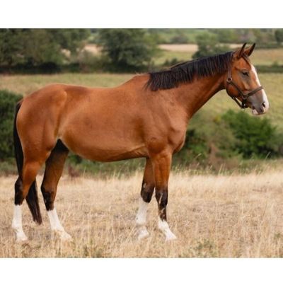 un cheval brun dans un champ, avec des arbres en arrière-plan