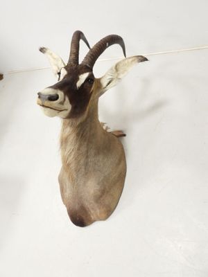deux têtes d'antilope accrochées au mur d'une pièce