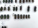 a lot of bugs that are hanging on the wall