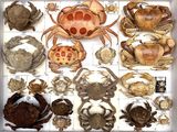 many different types of crabs displayed in a box