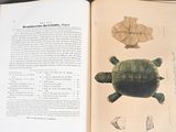 an open book with a picture of a turtle and a turtle shell