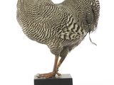 un oiseau perché au sommet d'un bloc