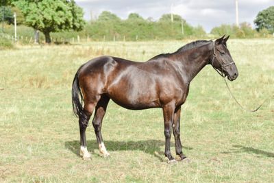 a horse that is standing in the grass with a rope