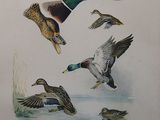 painting of ducks flying over a body of water with birds in the background