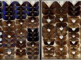 many different types of butterflies in a display case