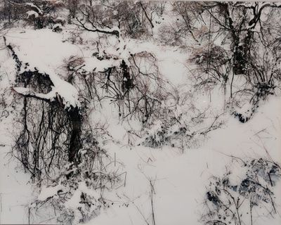 une photo d'un paysage enneigé avec des arbres et des buissons