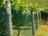 a fence that has a bunch of grapes growing on it