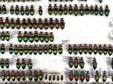 a lot of beetles that are on the wall