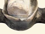 a close up of a statue of a horse with its mouth open