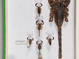 une photo représentant un scorpion et d'autres spécimens d'insectes, présentée dans un cadre
