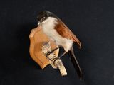 un petit oiseau perché sur un morceau de bois