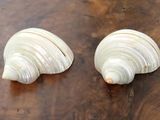 quatre coquillages sont alignés sur une table en bois