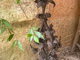 un oiseau posé par terre près d'un mur